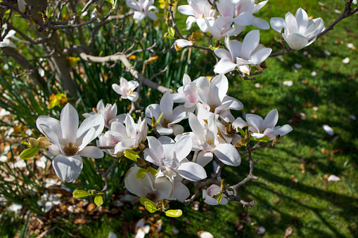 Istanbul, Turkey-April 1, 2023: White magnolia branch in Nezahat Gokyigit Public Park. Shot with Canon EOS R5.