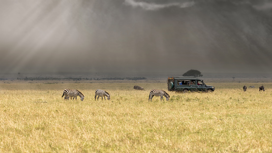 Stormy skies in the Masai Mara with sun rays beaming through. Zebra, equus quagga, are grazing in the foreground, with wildebeest, Connochaetes taurinus, and a safari vehicle in the background.