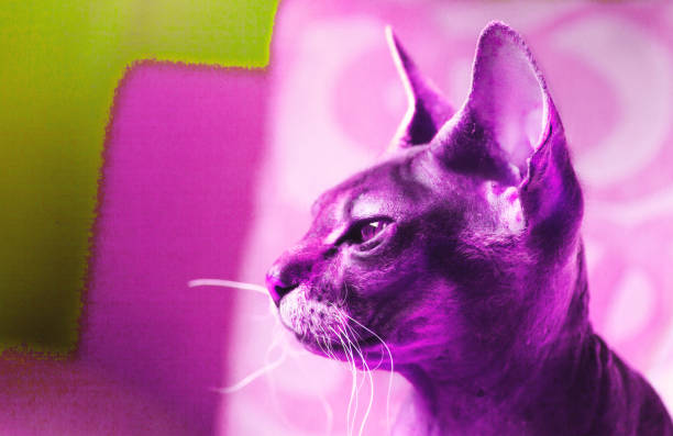 istock A portrait of a Sphynx cat in profile. 1479003609