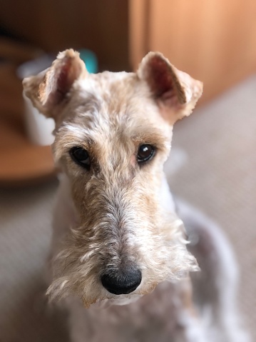 Portrait of a fox terrier in the room