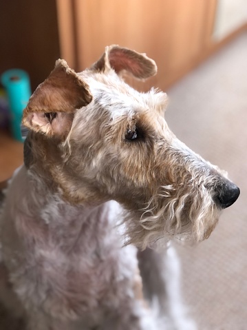 Portrait of a fox terrier in the room
