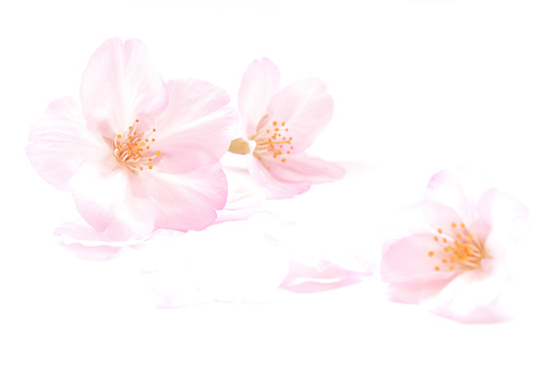 Japanese pink white cherry blossom, flower petals, pure white background, spring photography