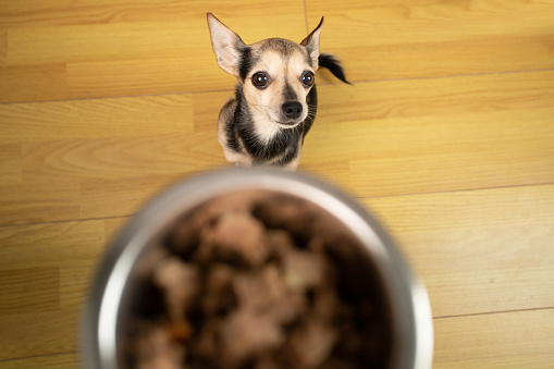 food for small dog breeds, little cute dog sitting with dog food bowls, top view, pet feed