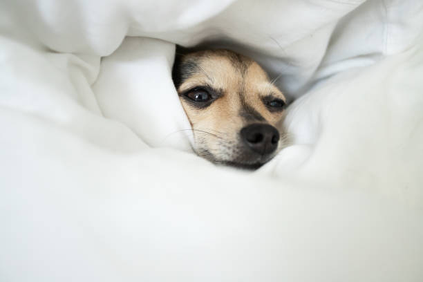 perro duerme, pequeña mascota linda se acuesta en la cama debajo de una manta, comodidad de mascotas, sueño cómodo y descanso - chihuahua dog pets yawning fotografías e imágenes de stock