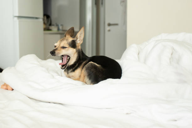 un perro pequeño en la cama bosteza, sueño saludable de la mascota, descansa con el dueño - chihuahua dog pets yawning fotografías e imágenes de stock