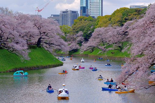 Tokyo, Japan-March29, 2023:
Many people are enjoying hanami (cherry blossom viewing) from boats at Chidorigafuchi Park in Tokyo. Chidorigafuchi, located in central Tokyo, is one of the most popular places for somei-yoshino cherry blossoms in Tokyo and many people turn out to enjoy cherry blossom during the season.