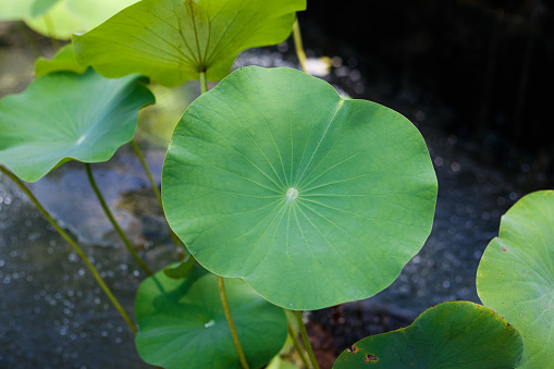 green lotus leaf