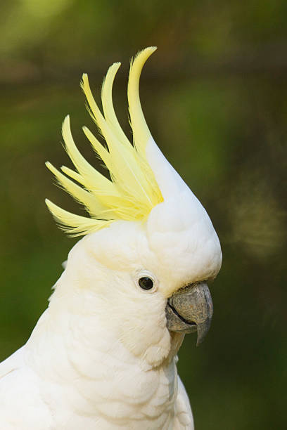 istock Sulphur-crested Cockatoo closeup 147901362
