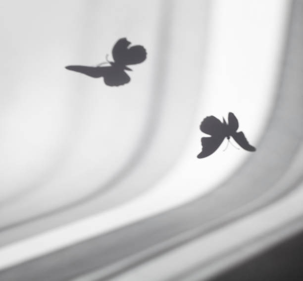 Shadow of butterflies on gray paper background