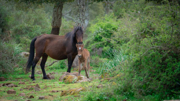foal of the giara cavallini breed playing in its natural environment, giara di gesti, south sardinia - arbetsdjur bildbanksfoton och bilder