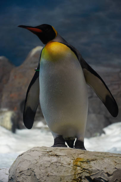 istock Penguin on Snowy Rocks 1479016178