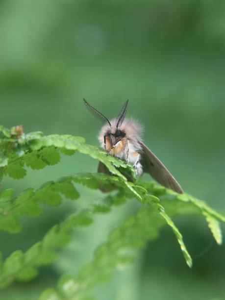 istock Macro shot of a muslin moth (Diaphora mendica) on a green leaf 1479018921