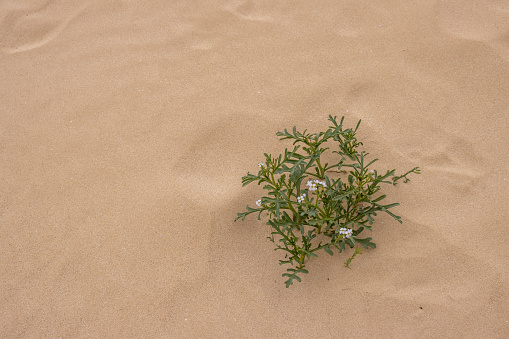 Green blooming plant in the sand of a desert, during the winter season. Parque Natural Dunas de Corralejo, Fuerteventura, Canary Islands, Spain.