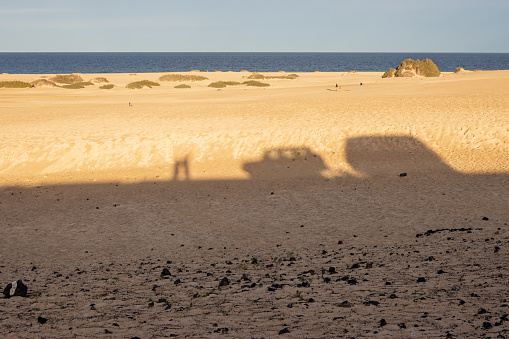 Evening in the desert during the golden hour. Sand dune with shadow of the road and a car. Line of Atlantic ocean. Parque Natural de Dunas de Corralejo, Fuerteventura, Spain.