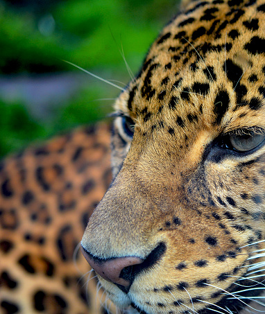 Portrait of a leopard. Macro shot of the leopard posing for the camera. Stock photo.