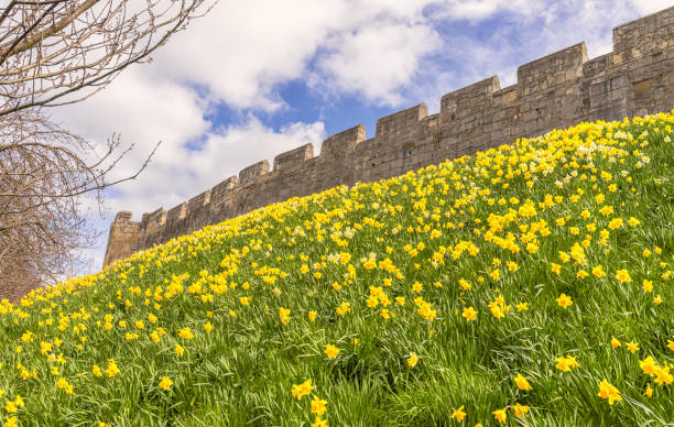istock Daffoldils under a historic city wall. 1479020608