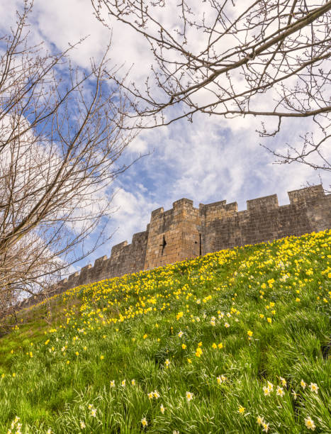istock Daffoldils under a historic city wall. 1479020651