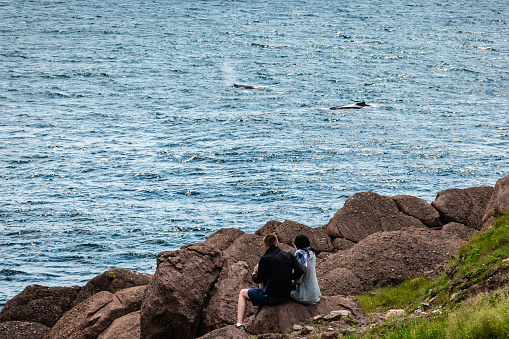 Man and woman watching humpback whales at Cape Spear, Newfoundland.