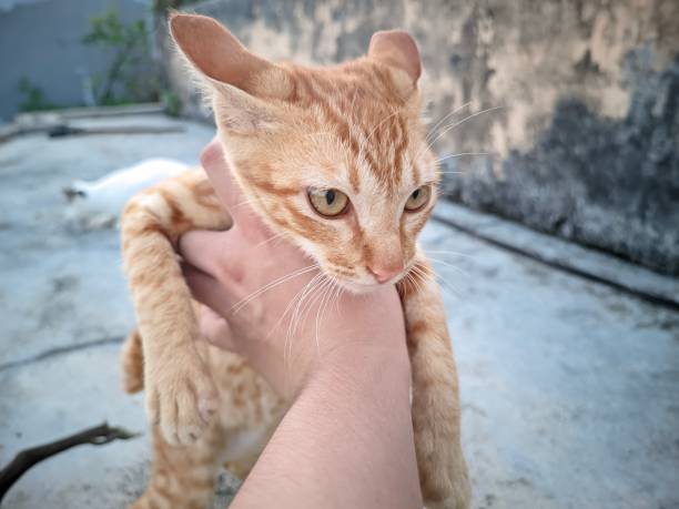 istock closeup a yellow tabby cat held by someone's hand 1479022178