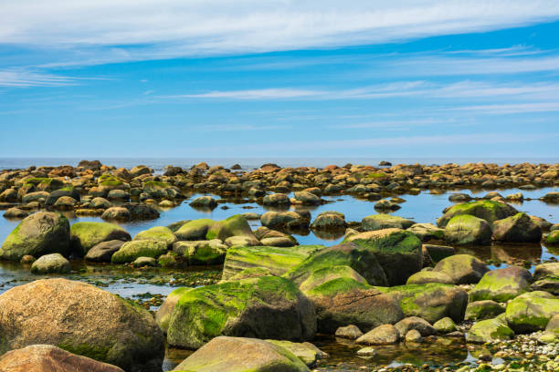 Outcrop of sandstone rocks which have undergone a degree of metamorphic transformation (Greywacke), covered in lichen, by the coast.  In the distance is the Irish Sea.  County Down, Northern Ireland.