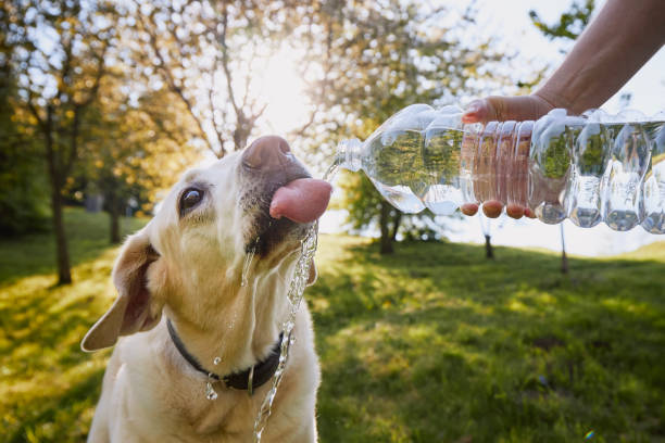 istock Dog drinking water from plastic bottle 1479024398