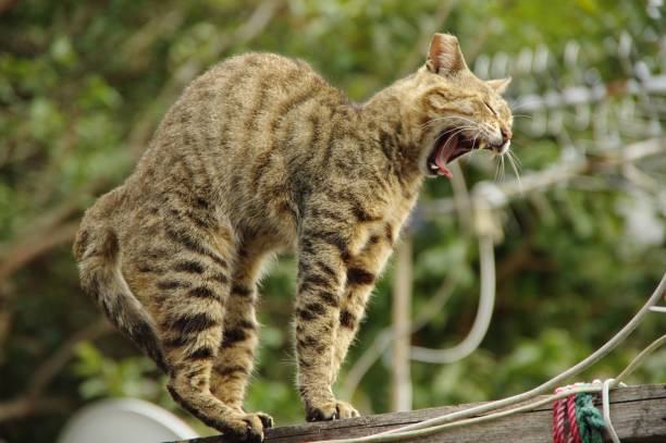 istock Yawning mackerel Tabby cat in a green garden 1479024522