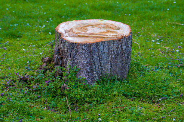 istock Freshly sawn stump among green grass 1479025406