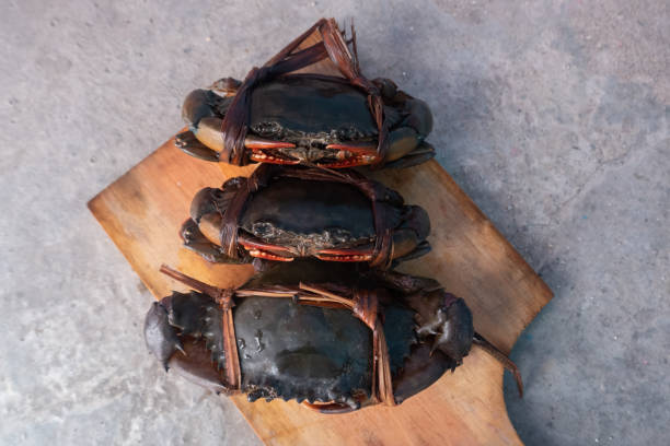 istock tied black mud crab. Australian Giant Mud Crab (Scylla serrata). Freshly caught and alive 1479026021
