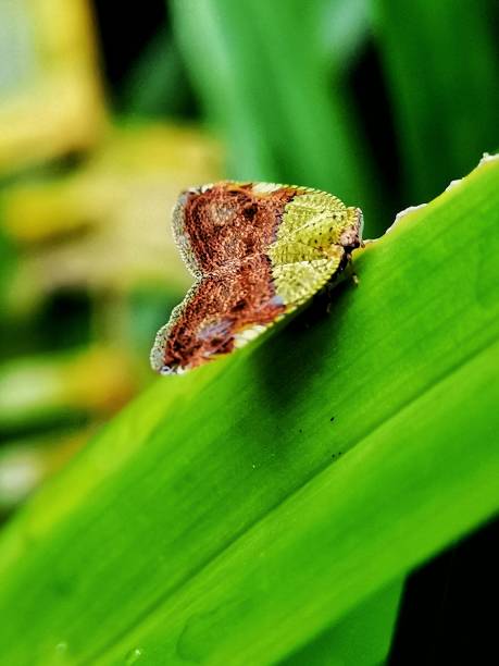 istock Selective focus of a planthopper in the garden with blurry background 1479026196