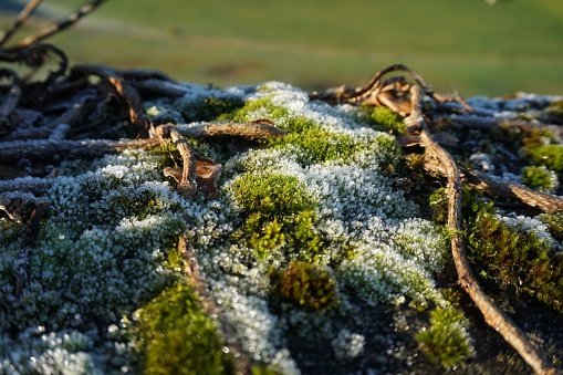 White frost on the moss in winter