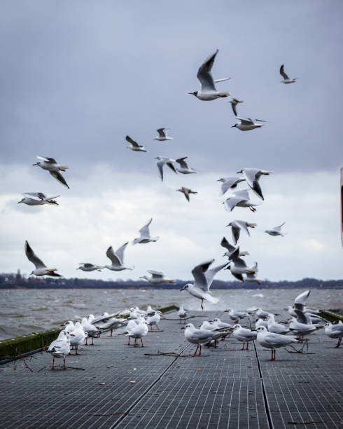 Croud of Seaguls