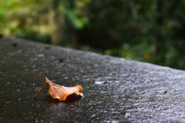 istock Autumn leaf in a park 1479030727
