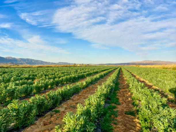 istock Green field planted with broad beans 1479031599