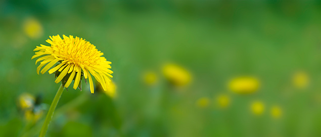 Yellow dandelion flower on green grass background. Banner, copy space. Springtime and sunny summer mood.