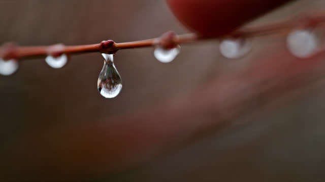 SUPER SLOW MOTION Extreme close up finger touching branch will falling water droplet winter time