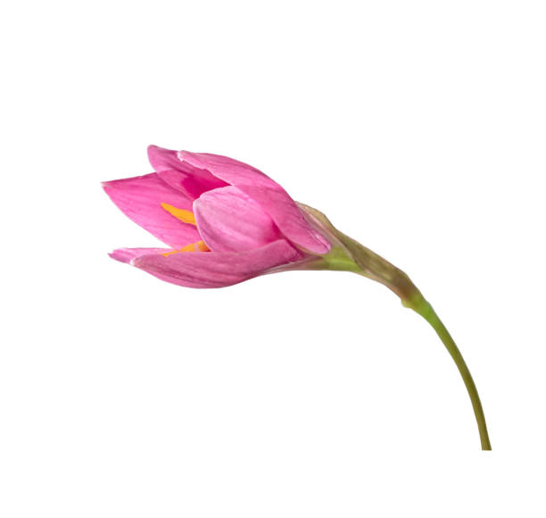 istock A pink flower on a white background. Rosebud. 1479033031