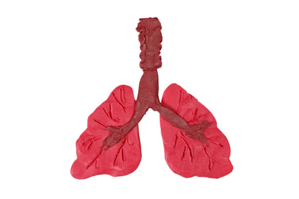 plasticine human lungs model isolated on white. Respiratory system