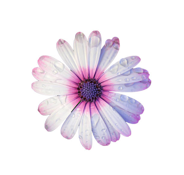 istock Stunning blossoming Cape Daisy with Raindrops on White Background 1479034190