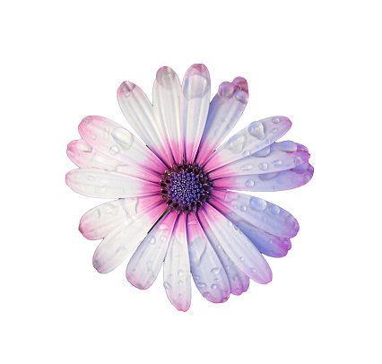Stunning blossoming Cape Daisy with Raindrops on White Background