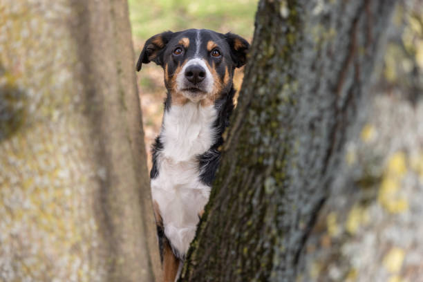 Dog behind a tree