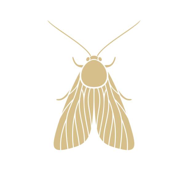 Moth logo. Isolated moth on white background Vector EPS10 tineola stock illustrations