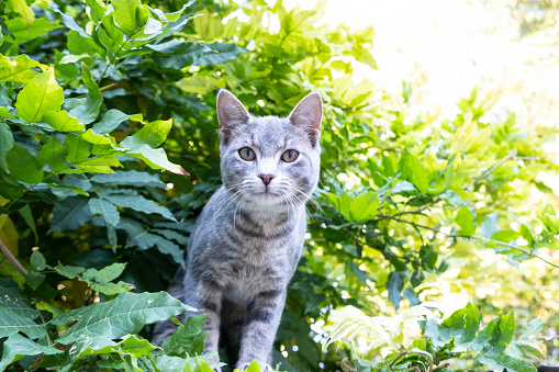 Cat sitting on the green grass in the garden and watching some with big interest.