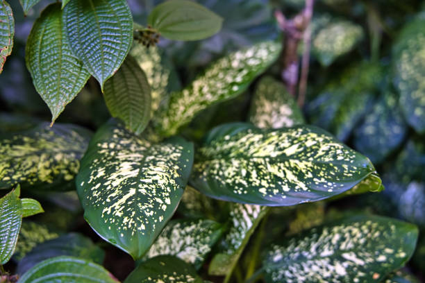 istock Dumb cane flower leaves, Mahe Seychelles 1479038489