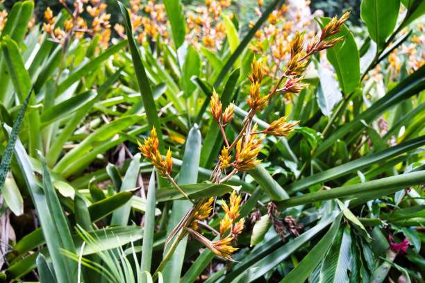 istock Dragon tail bromeliad flower inside the botanical garden, Mahe Seychelles 1479038503