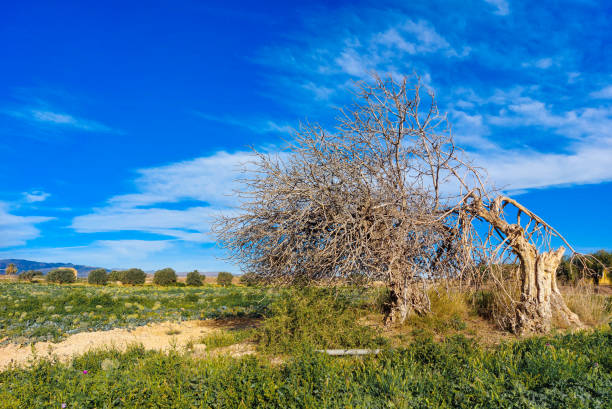 Dry tree in green field planted with broccoli with blue sky and white clouds in Vera (Almería)