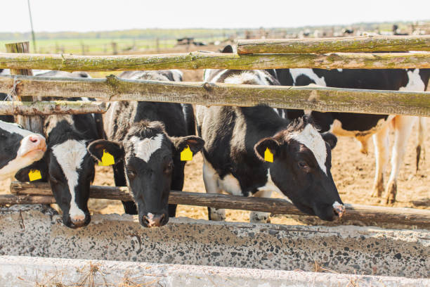 istock Cows on farm. Cattle. Livestock. Dairy cattle 1479040116