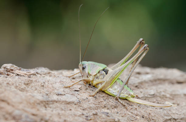 Grasshopper on the exterior wall