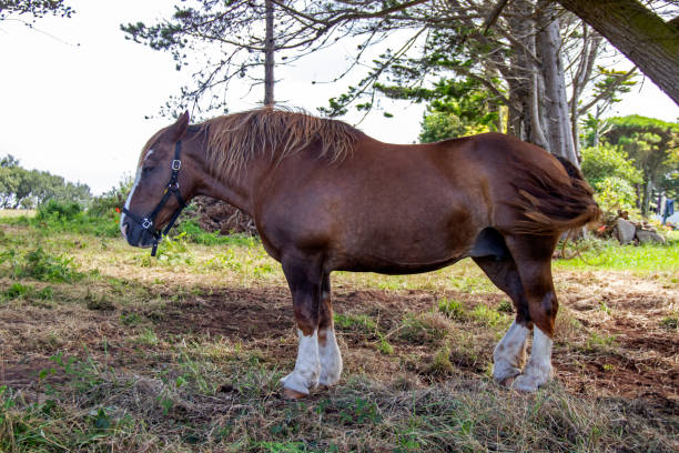 istock Postier-Breton Horse 1479040413