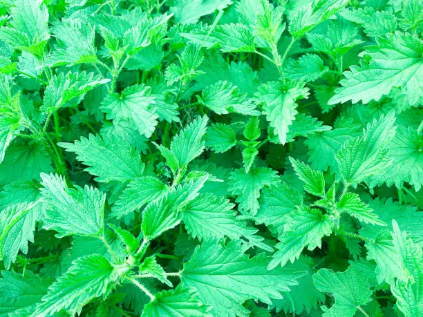 Bush of stinging-nettles. Nettle leaves. Top view. Botanical pattern. Greenery common nettle. Plant as a texture