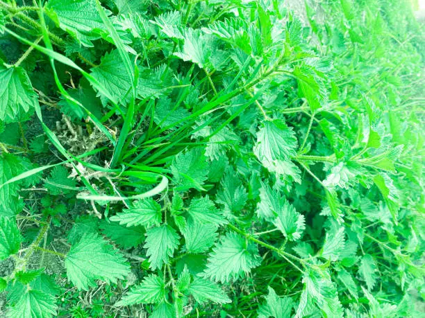 Bush of stinging-nettles. Nettle leaves. Top view. Botanical pattern. Greenery common nettle. Plant as a texture